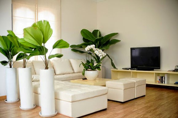Lựa chọn loại cây cảnh trong nhà có khả năng lọc không khí tốt.